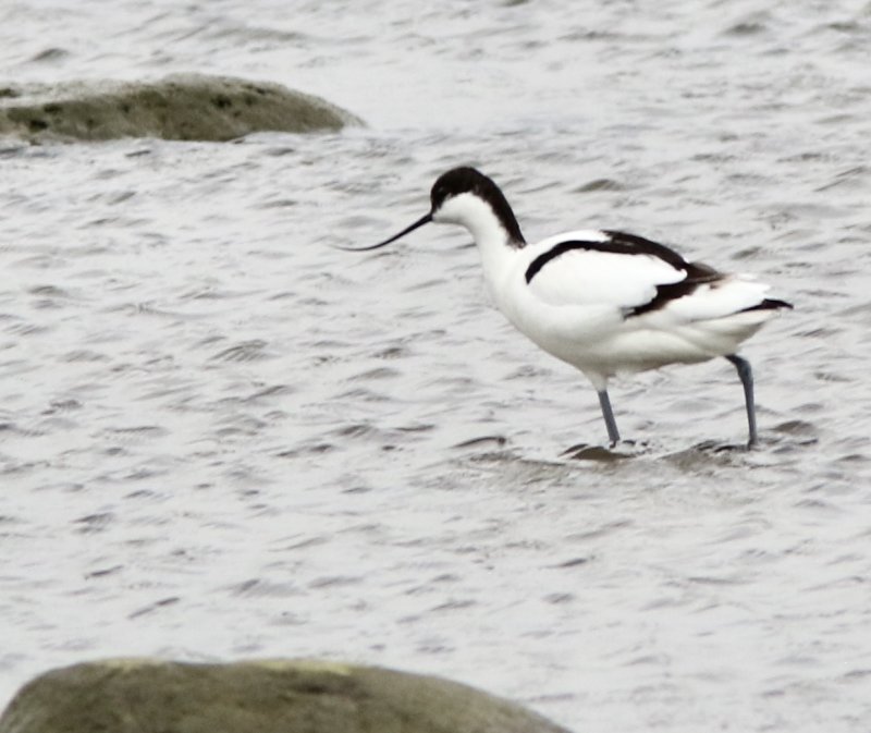  Waders