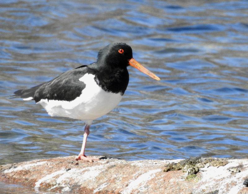 Strandskata, Kalmar