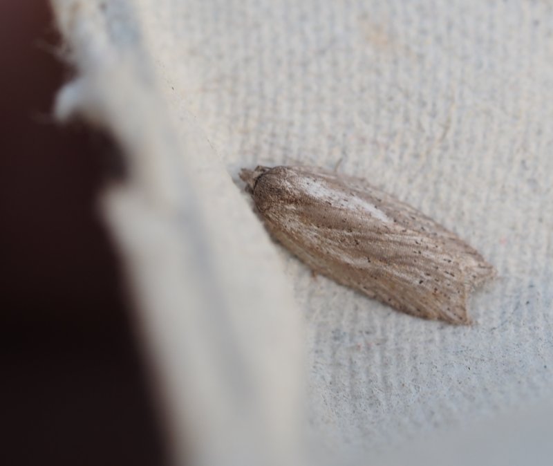Acleris lipsiana, Smprickig blbrsvrvecklare