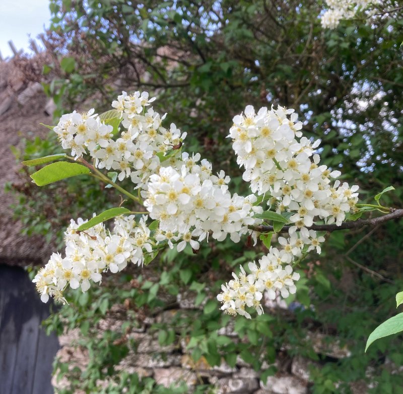 Hägg, Prunus padus. jpeg