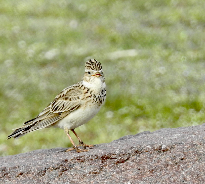 Skylark, Snglrka  (Alauda arvensis).jpg