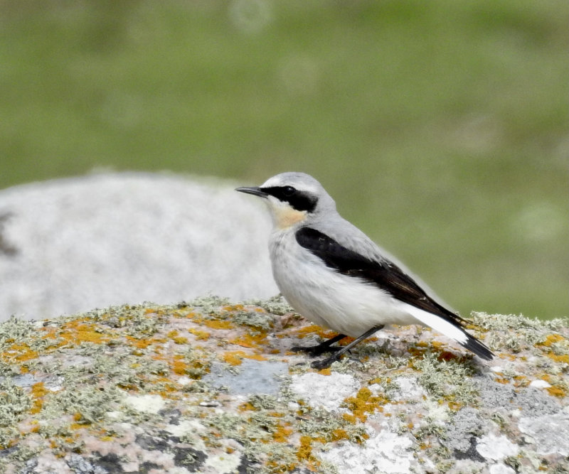 Northern Wheatear, Stenskvtta   (Oenanthe oenanthe).jpg