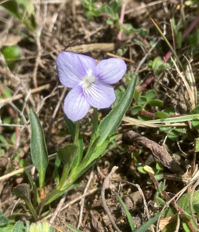 Dvrgviol, Viola pumla