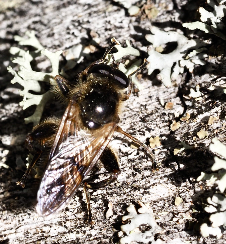 Brachypalpus laphriformis, Brun mulmblomfluga