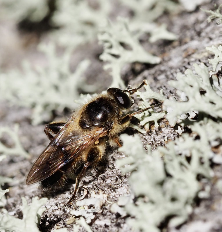 Brachypalpus laphriformis, Brun mulmblomfluga