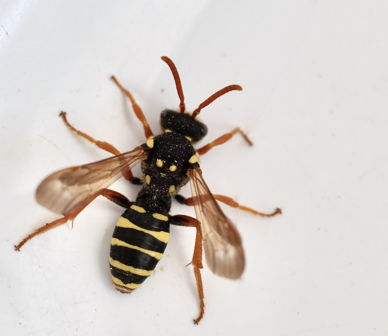 Gyllengkbi, Nomada goodeniana.jpeg