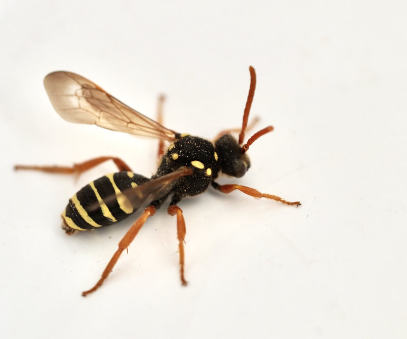 Gyllengkbi, Nomada goodeniana.jpeg