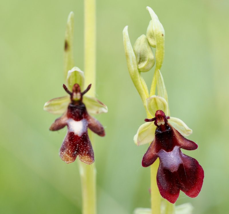 Fly Orchid, Flugblomster  (Ophrys insectifera).jpg