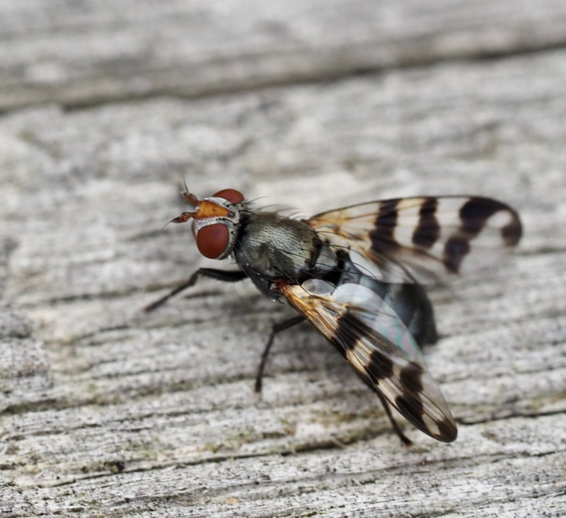 Ceroxys urticae, Ulidiidae.jpg