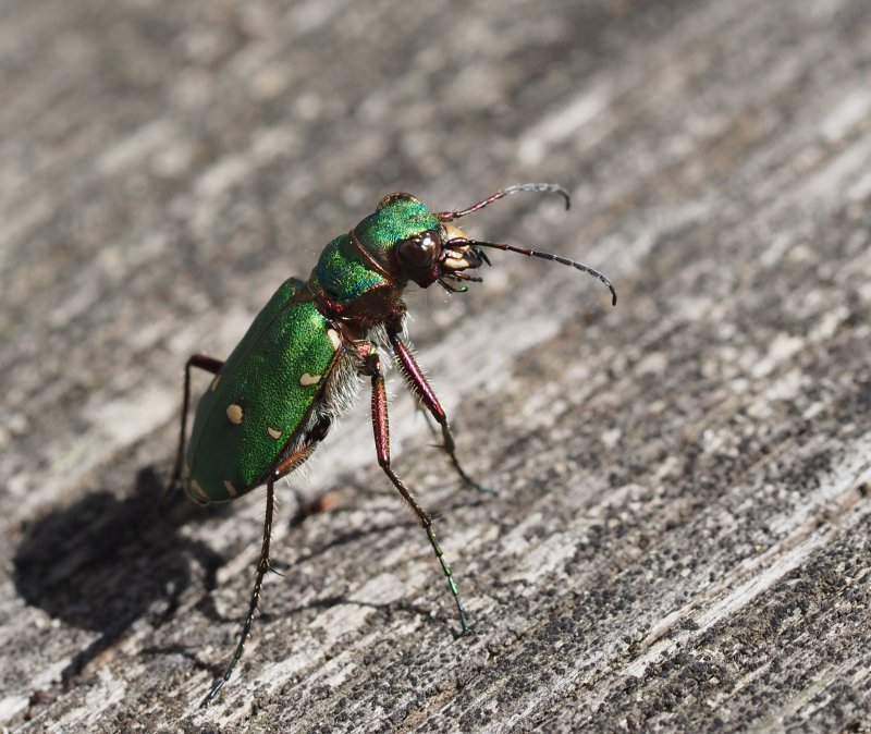 Green Tiger Beetle, Grn sandjgare   (Cicindela campestris9.jpg