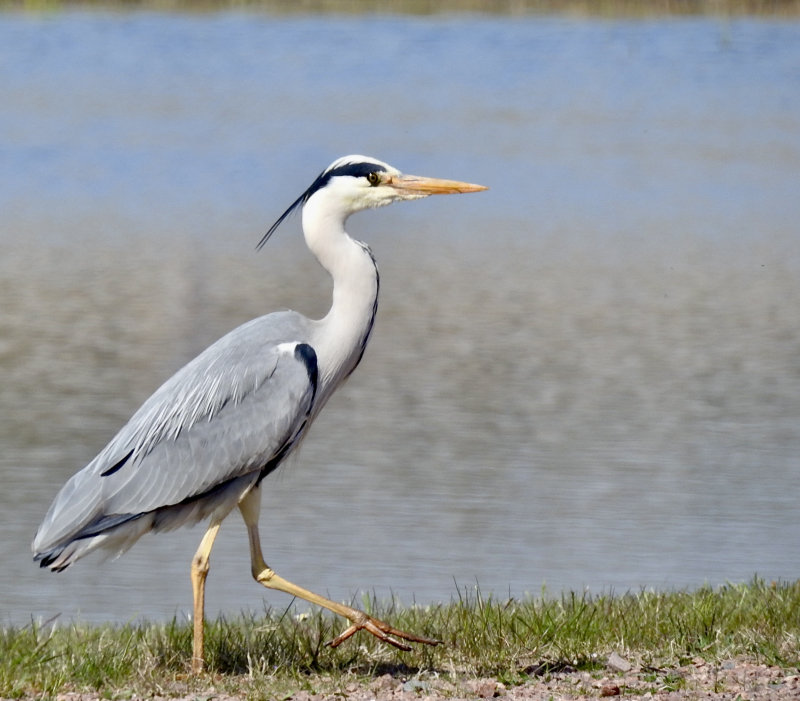 Grey Heron, Gråhäger (Ardea cinerea)