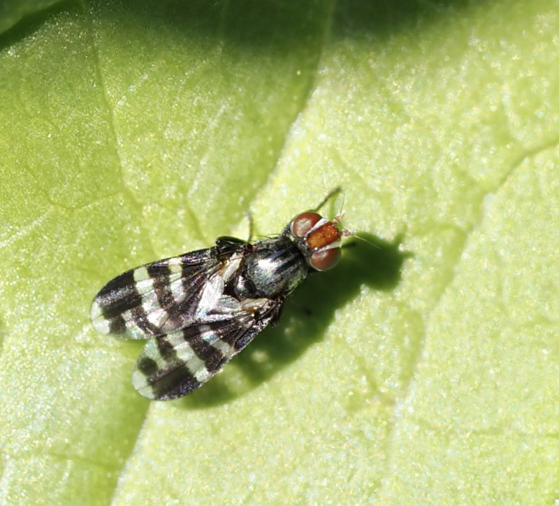 Ulidiidae, Flckflugor