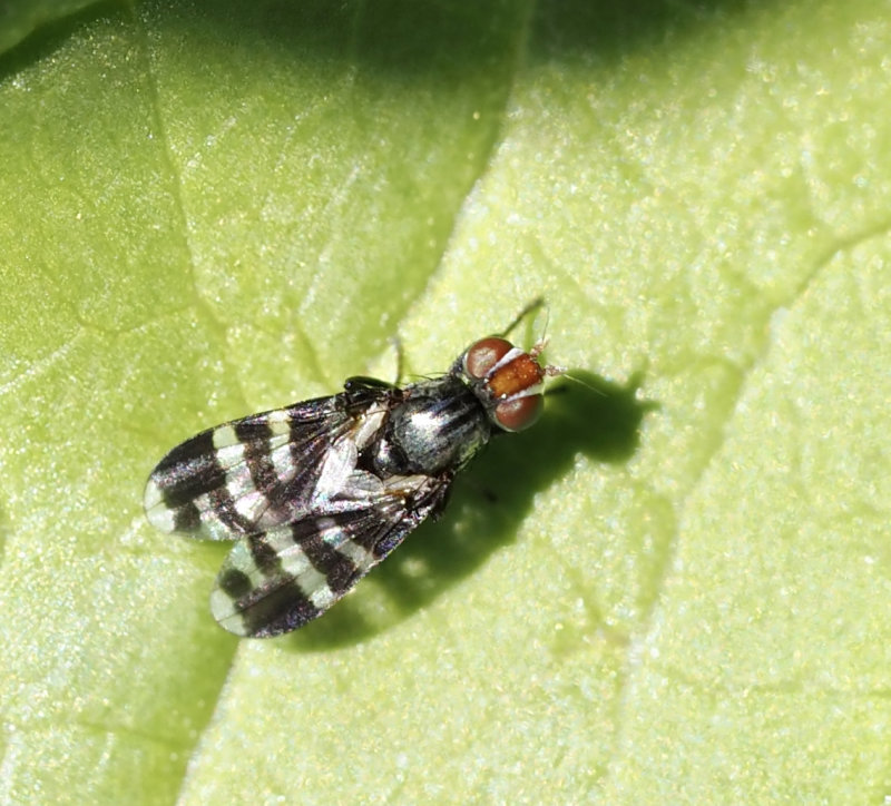 Herina frondescentiae