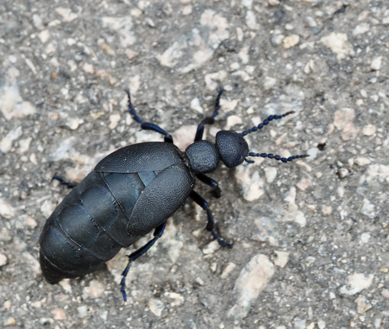 Black Oil Beetle, Svart majbagge  (Meloe proscarabaeus).jpg