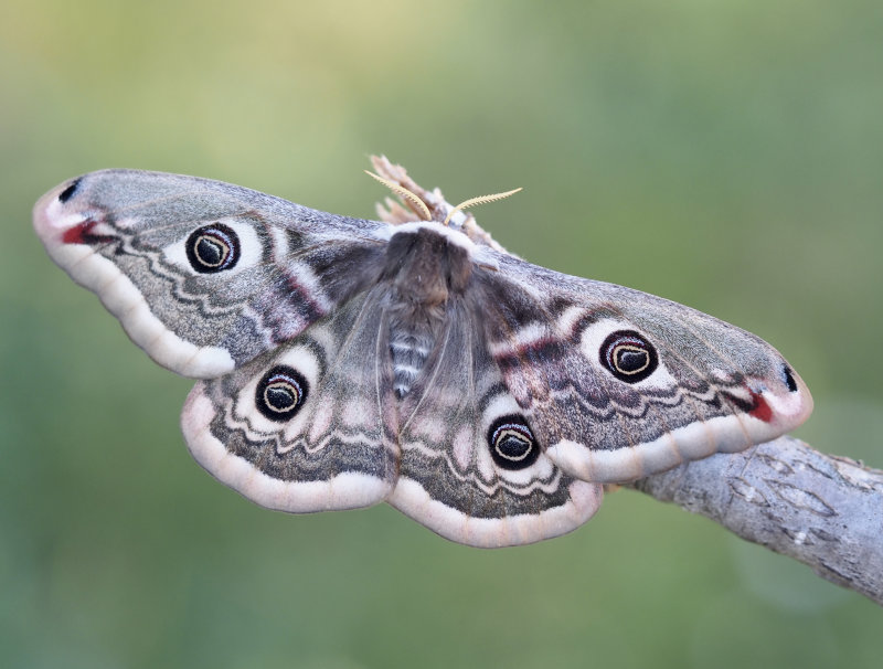 Saturniidae, Emperor moths, Pfgelspinnare