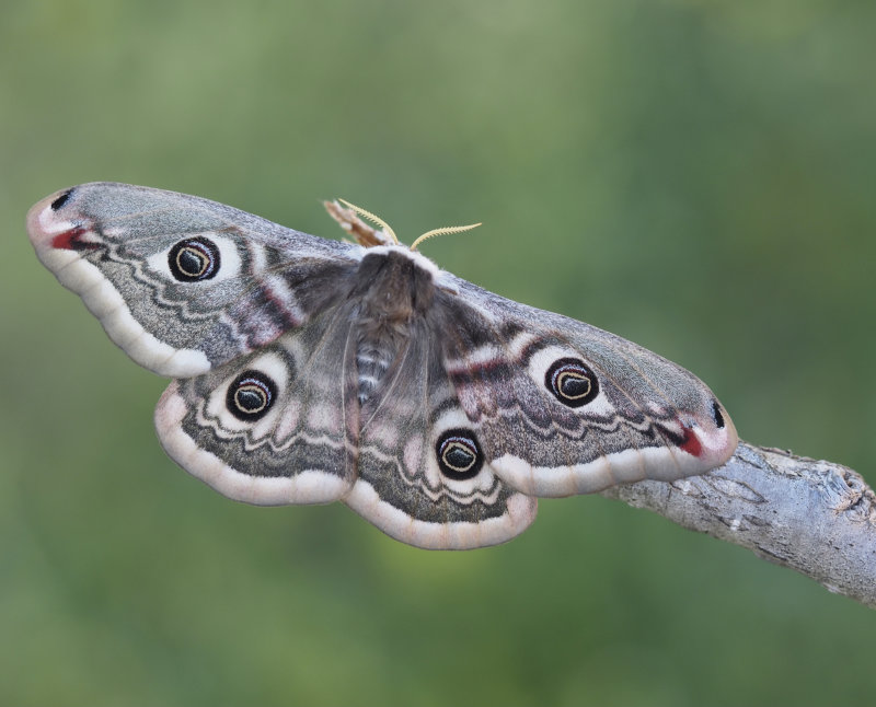 Emperor moth, Mindre pfgelspinnare (Saturnia pavonia).jpg