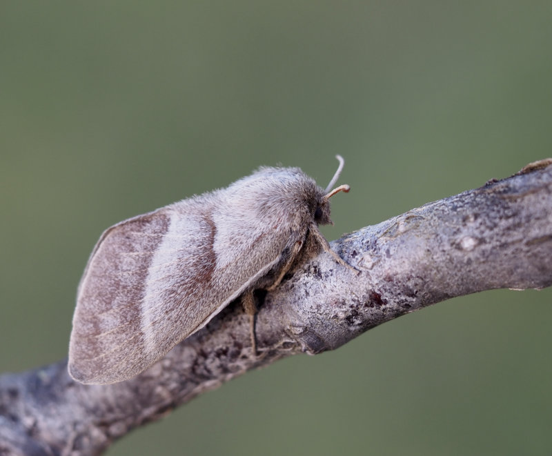 Grsulv hona (Macrothylacia rubi).jpg