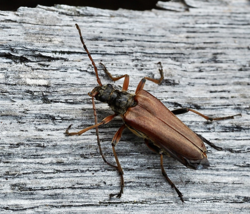 Lundbock hona (Stenocorus meridianus) female