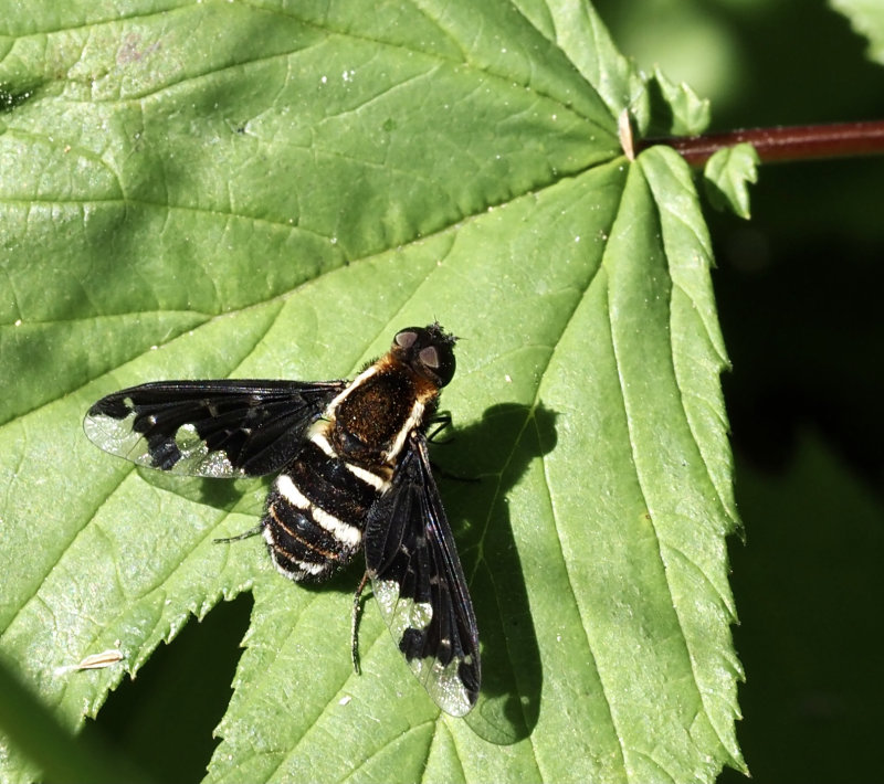 Bee-fly, Svvfluga  (Hemipenthes maurus).jpg