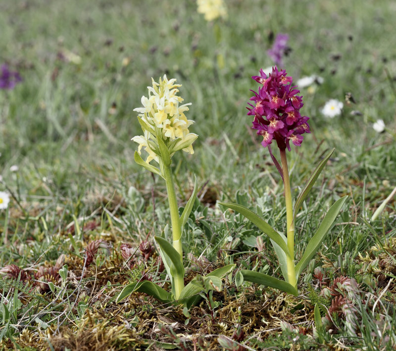 Elder-flowered Orchid, Adam och Eva (Dactylorhiza sambucina).jpg