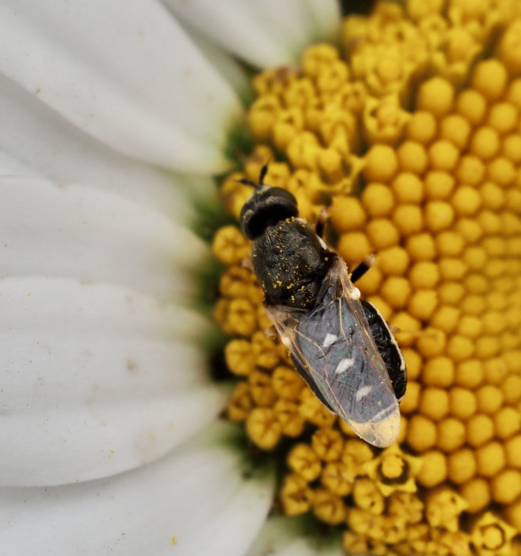 Nemotelus notatus