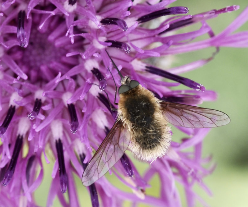 Bee-fly, (Systoechus ctenopterus) .jpg