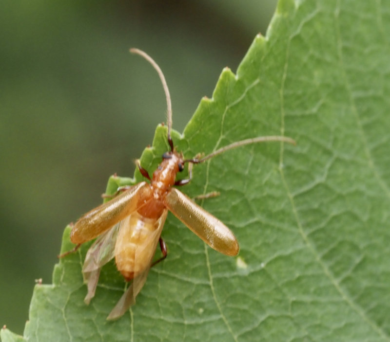 Gulrd blankbock, Obrium cantharinum