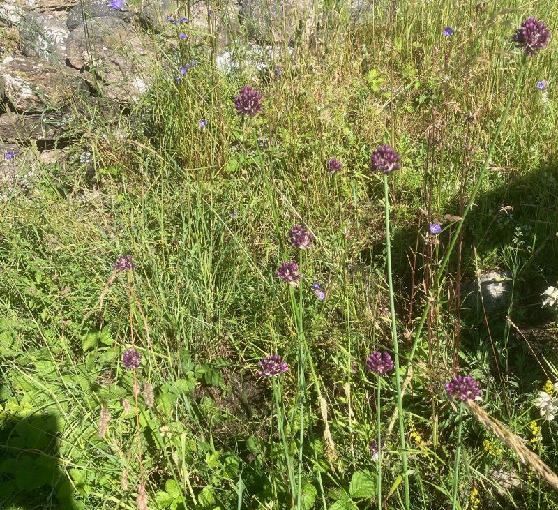 skogslök, Alium scorodoprasum