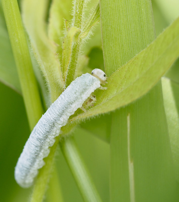 Monostegia abdominalis