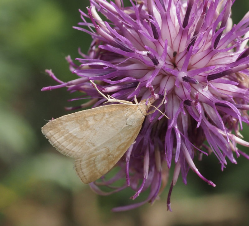 Blekgult ängsmott (Udea lutealis) .jpg