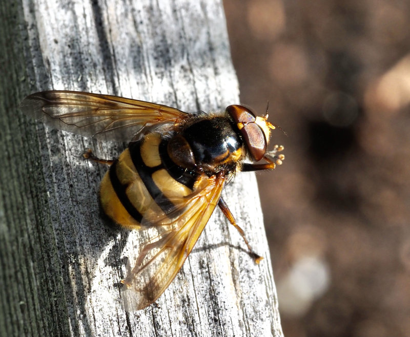 Blgetingblomfluga (Volucella inanis).jpg