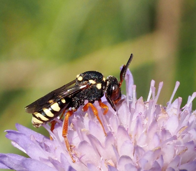 Prickgkbi (Nomada flavopicta).jpg