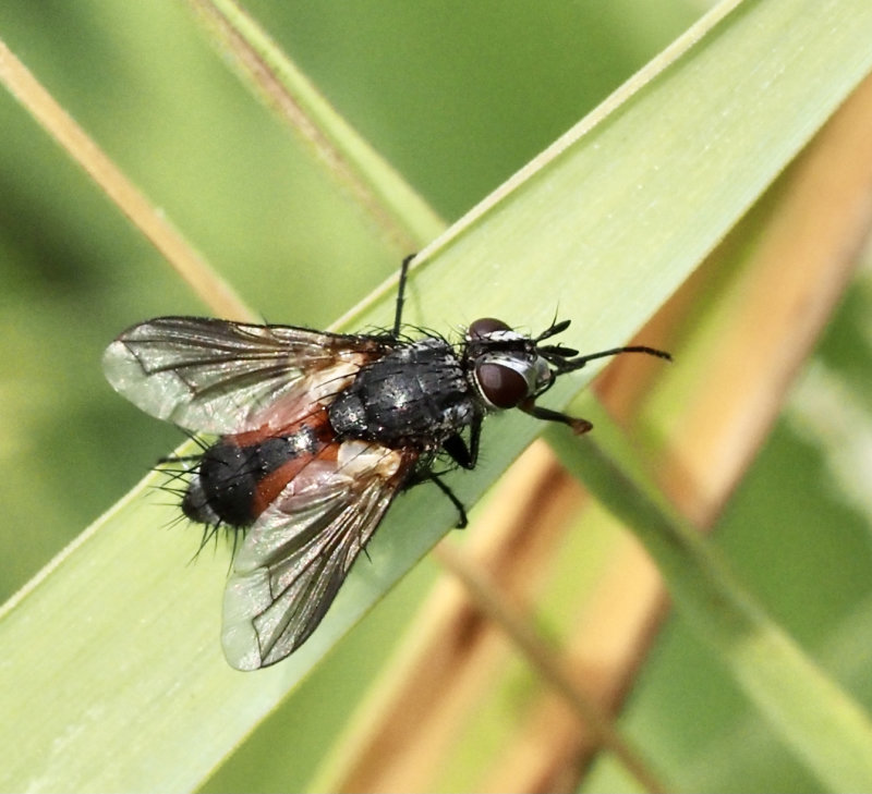 Eriothrix rufomaculata