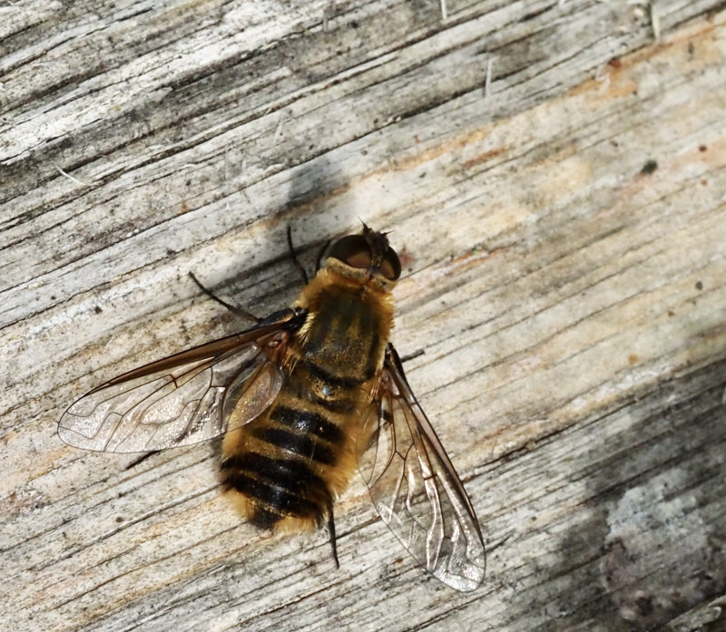 Bee-fly, Svvfluga   (Villa hottentota).jpg
