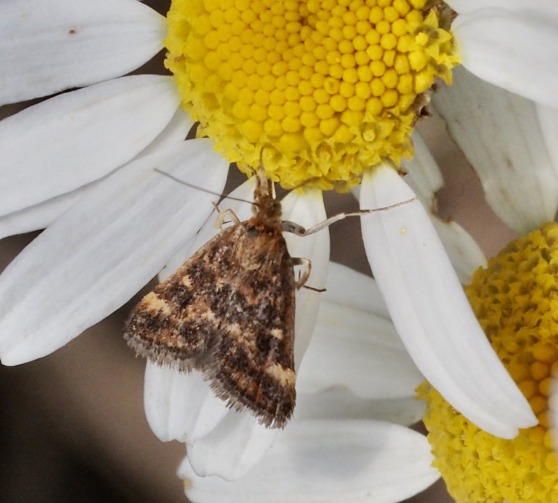 Majsmott, Ostrinia nubilalis, male
