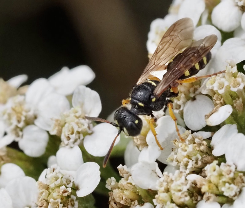 Cerceris ruficornis.jpg