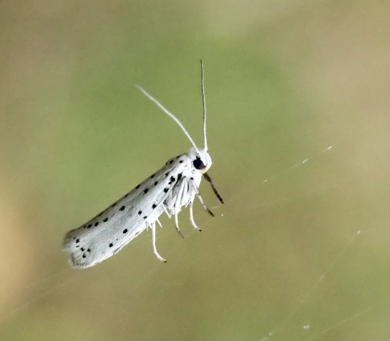 Slnspinnmal (Yponomeuta padellus).jpg