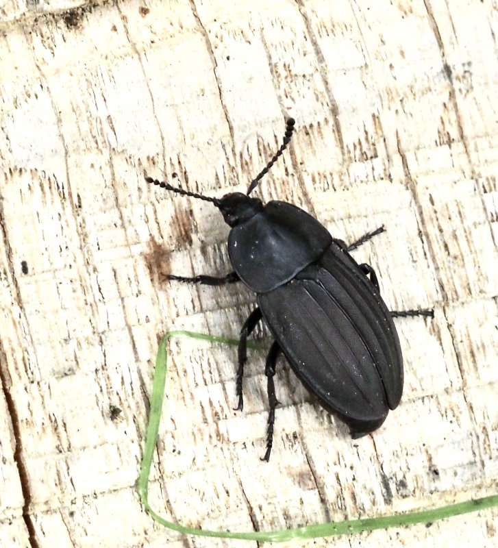 Silpha carinata, Bredkantad asbagge