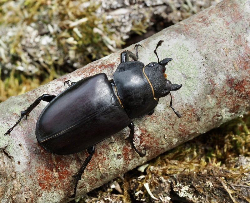 Stag Beetle female, Ekoxe hona (Lucanus cervus).jpg
