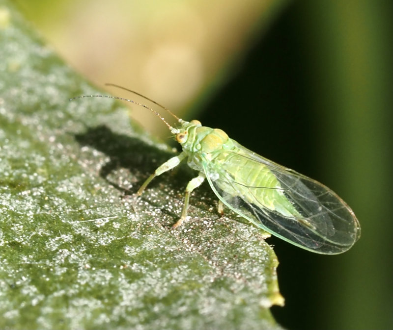 Psylla alni