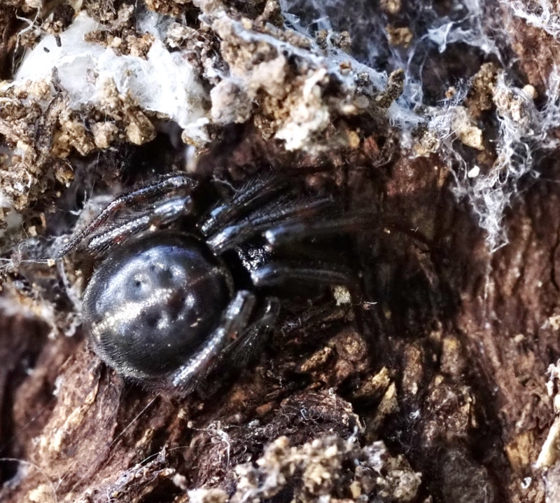 Fettspindel (Steatoda bipunctata).jpg