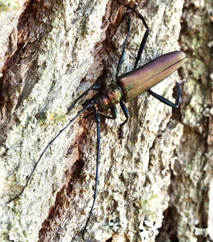 Aromia moschata .jpeg