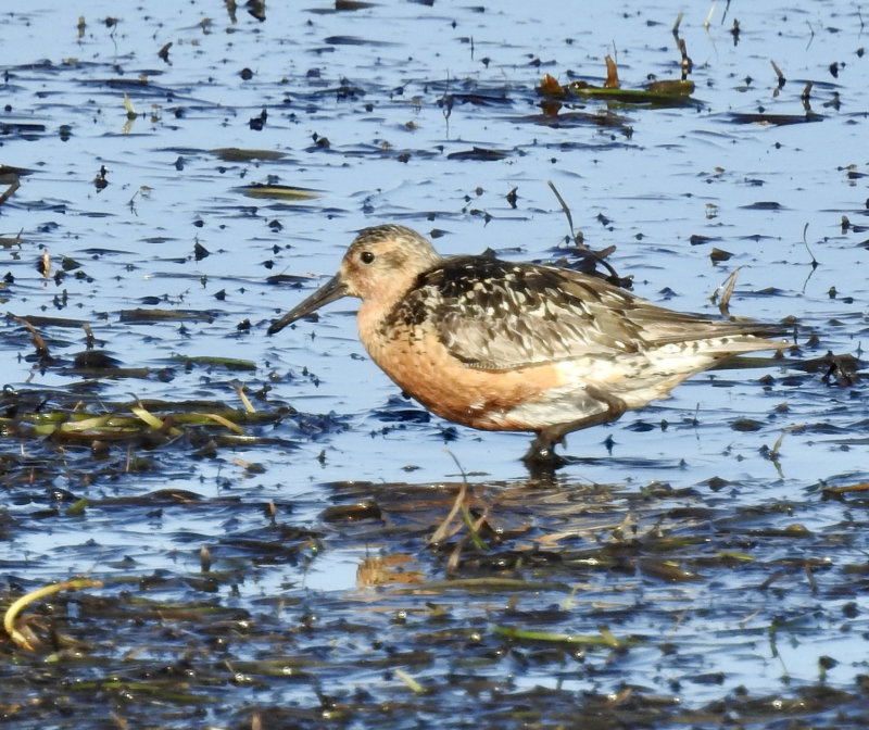 Red Knot, Kustsnppa   (Calidris canutus).jpg