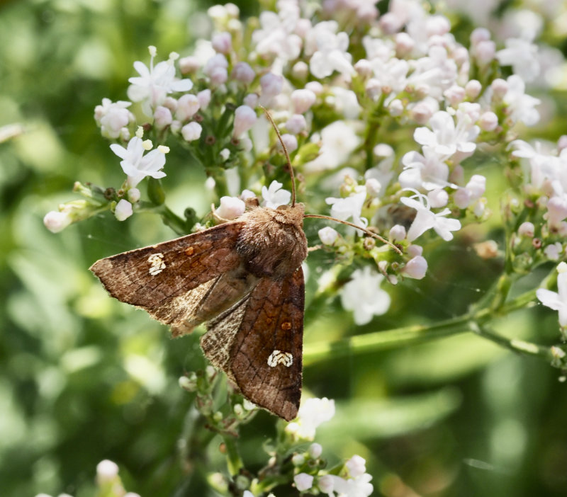 Amphipoea, Stamfly