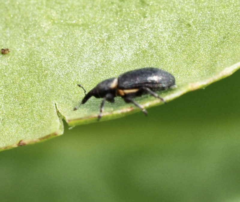 Mecinus collaris, Kragsmalviveln