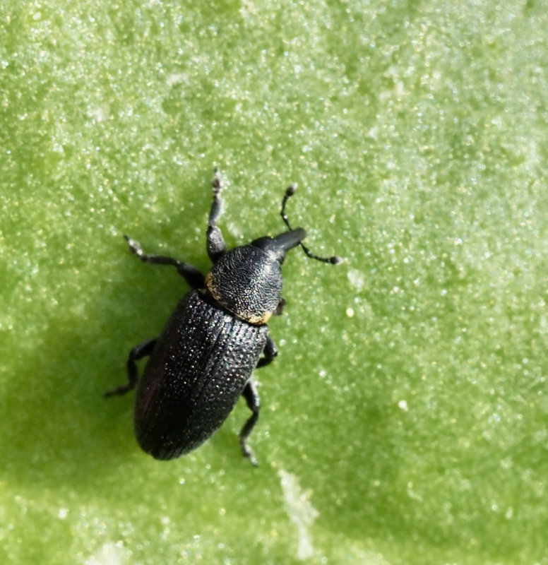 Mecinus collaris, Kragsmalviveln