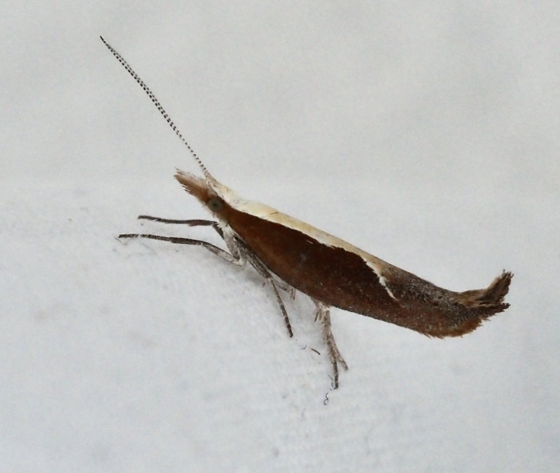 Nbbtrymal (Ypsolopha dentella) The Honeysuckle Moth.jpg