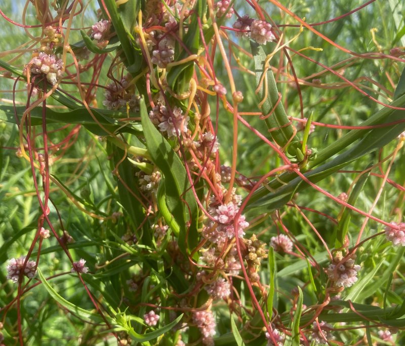 Strandsnärja, Cuscuta europaea subsp halophyta