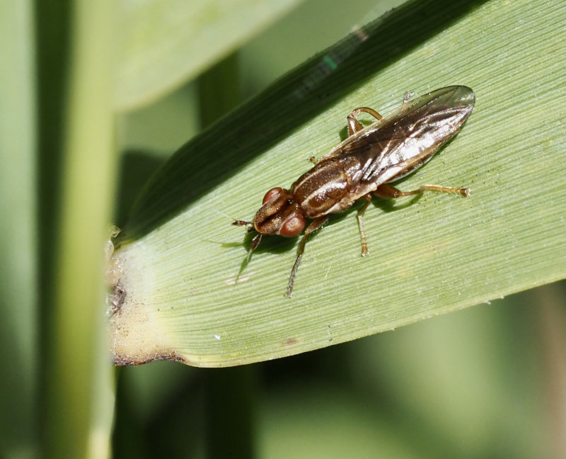 Platycephala planifrons. jpg