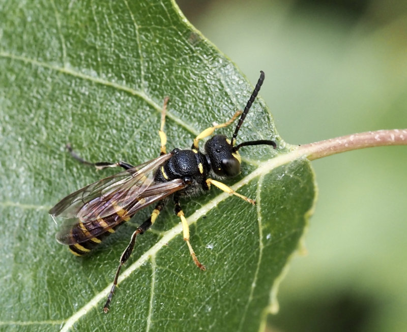 Cerceris quadrifasciata?